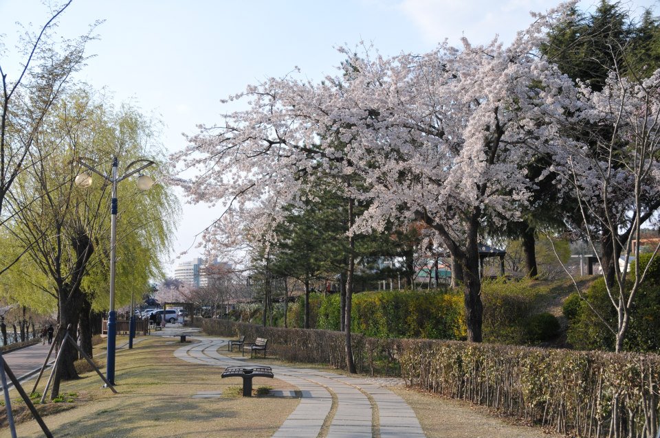 2013/04/04年釜山慶州櫻花5日